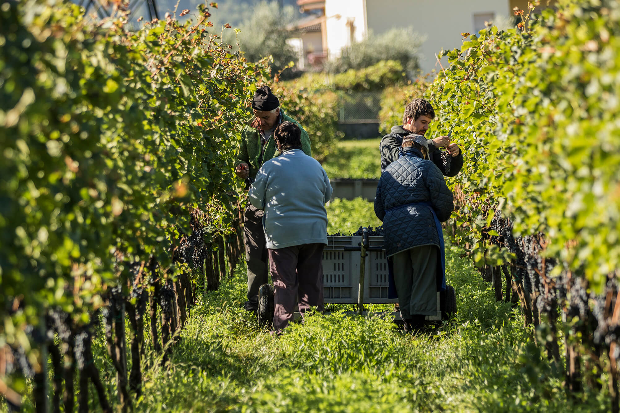 Azienda Agricola Comai