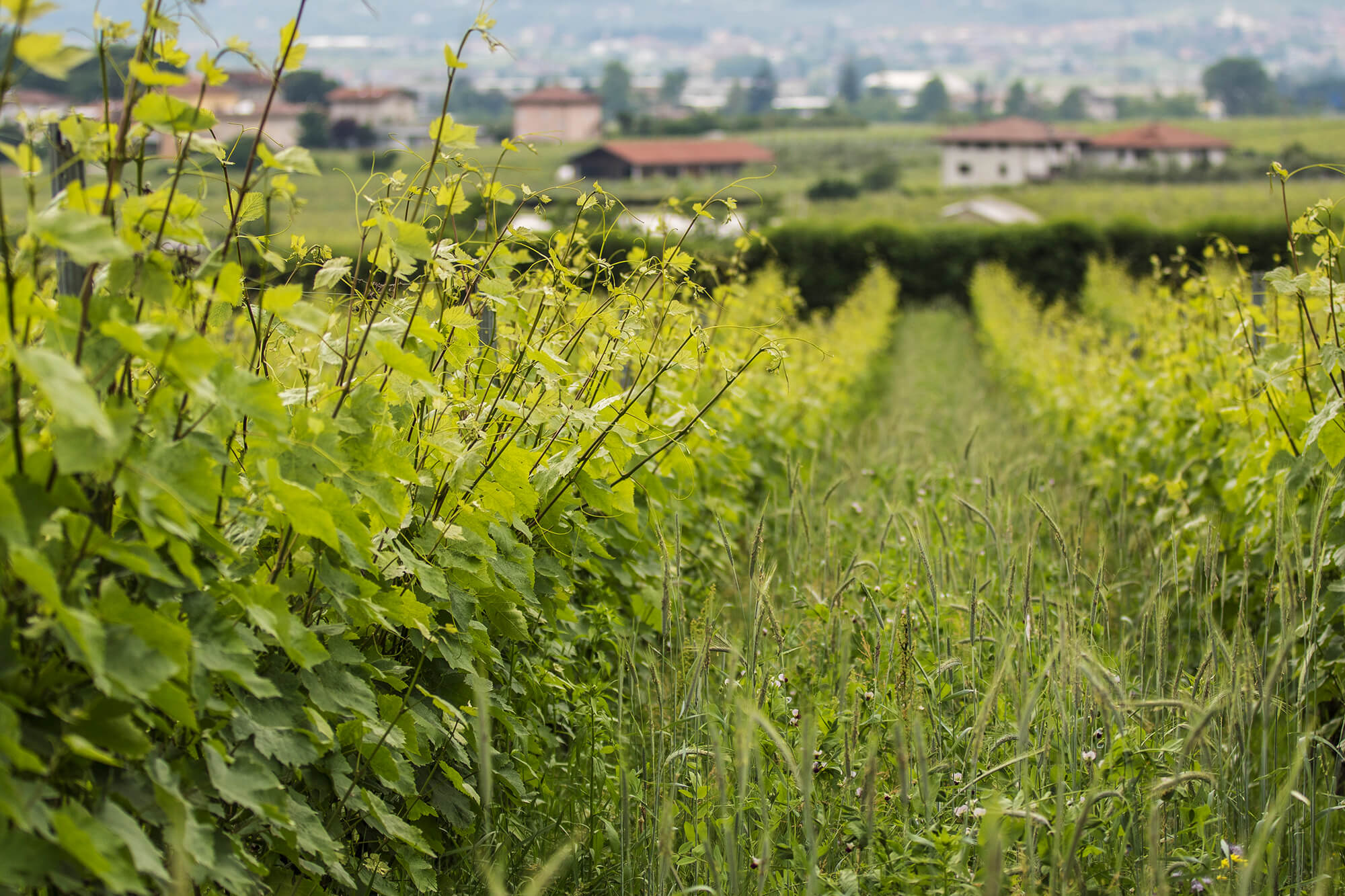 Azienda Agricola Comai
