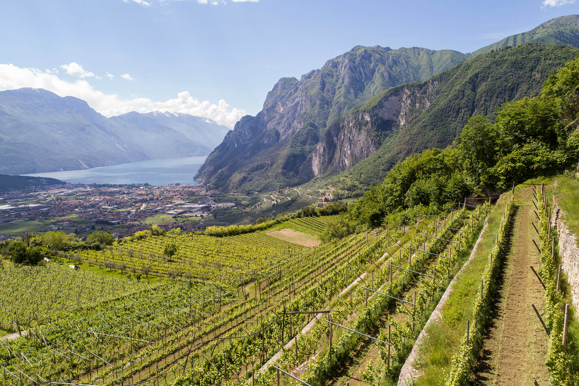 Azienda Agricola Comai
